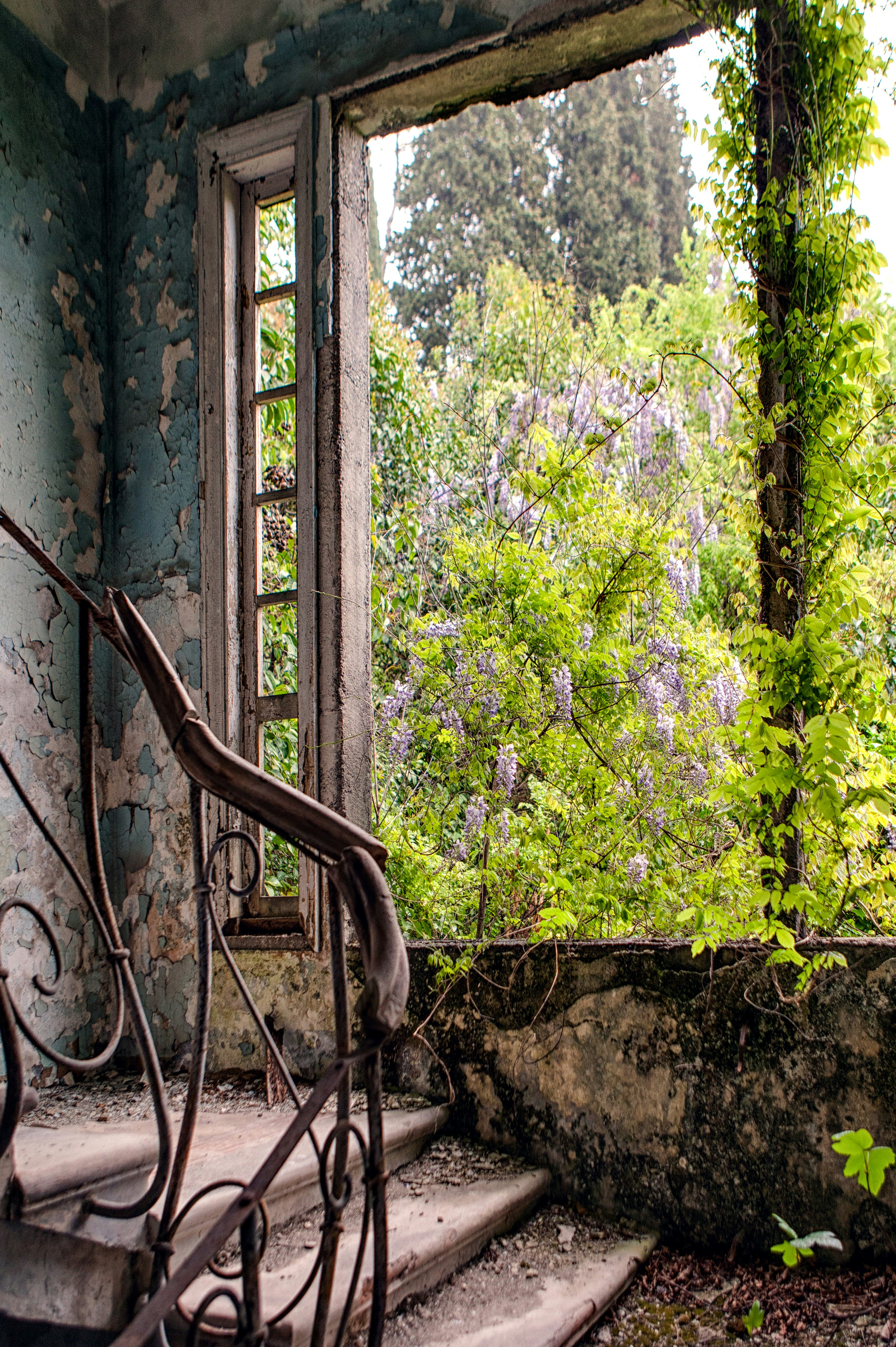 green leaf plant on window